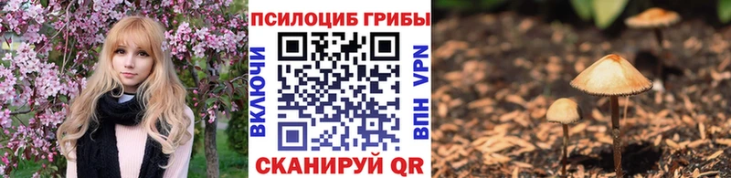 Галлюциногенные грибы Psilocybine cubensis где найти наркотики Шиханы
